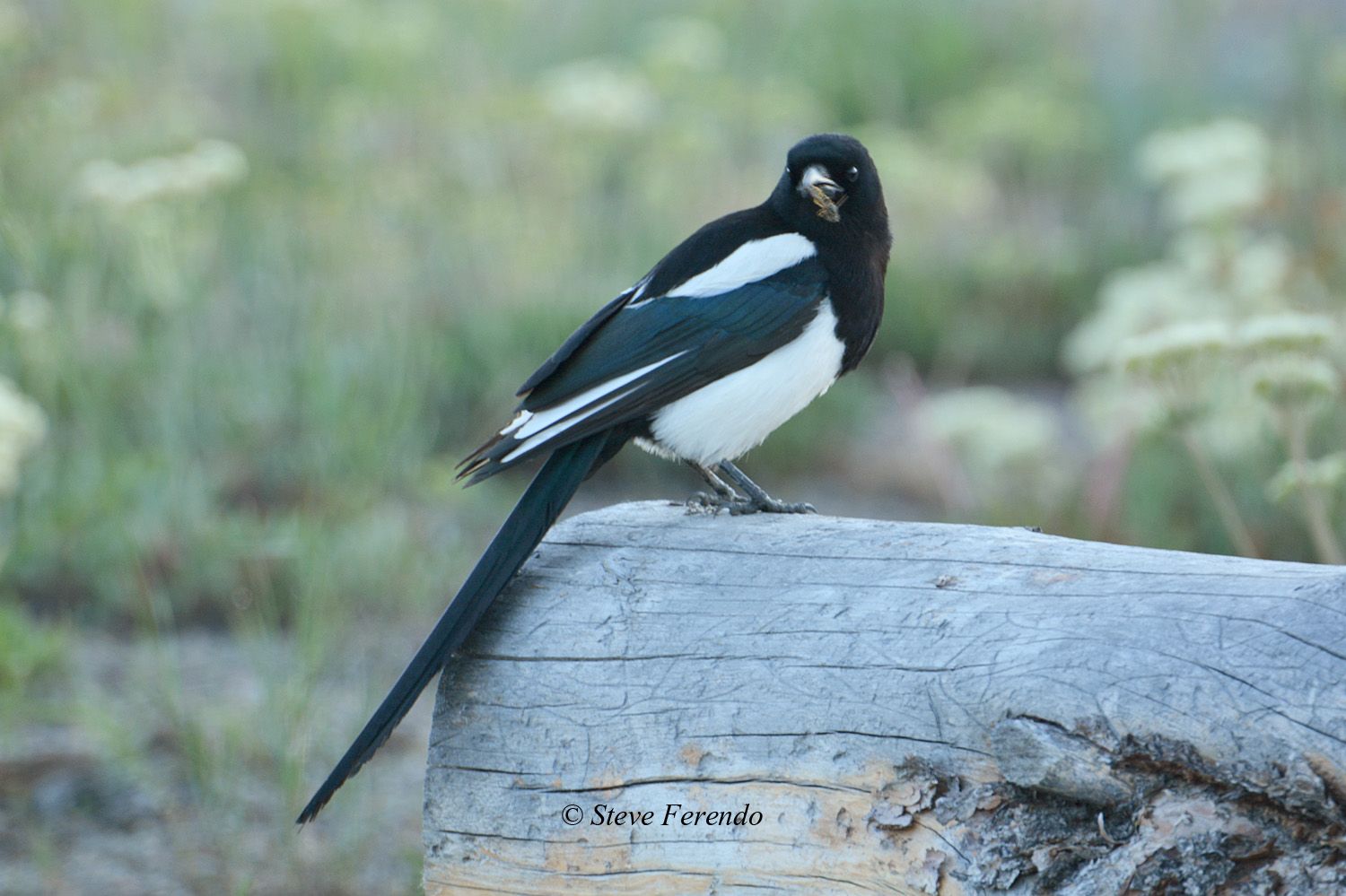 "Natural World" Through My Camera Birds from WyomingPart Two